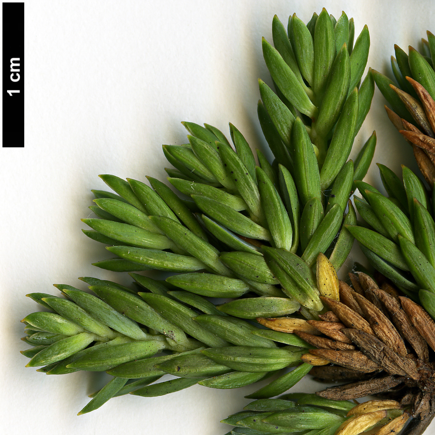 High resolution image: Family: Cupressaceae - Genus: Juniperus - Taxon: taxifolia - SpeciesSub: var. lutchuensis